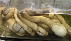 Geoducks Geoducks